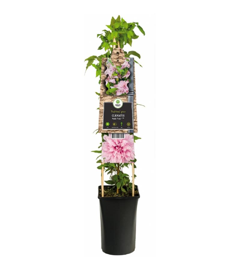 Grootbloemige Clematis Multi Pink PBR 75 cm klimplant