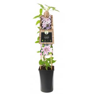 Afbeelding Grootbloemige Clematis Nelly Moser 120 cm klimplant door Tuinexpress.nl