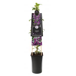 Grootbloemige Clematis Noora PBR L 120 cm klimplant