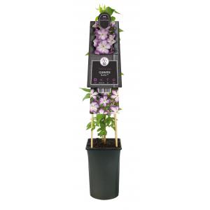 Grootbloemige Clematis Pernille PBR 75 cm klimplant