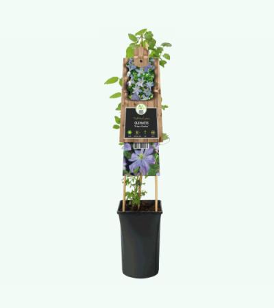 Grootbloemige Clematis Prince Charles 120 cm klimplant