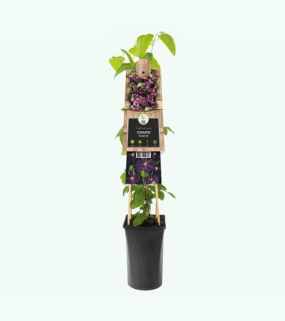 Grootbloemige Clematis Romantika 120 cm klimplant
