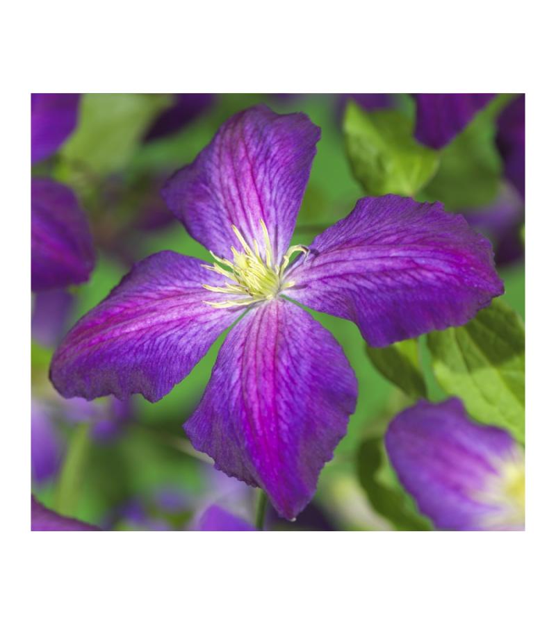 Grootbloemige Clematis So Many Purple Flowers PBR 120 cm klimplant