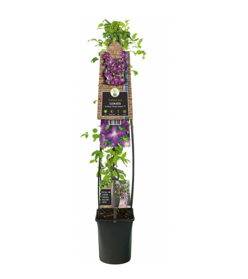 Grootbloemige Clematis So Many Purple Flowers PBR 120 cm klimplant