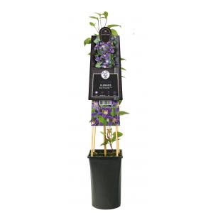 Afbeelding Kleinbloemige Clematis Blue Pirouette PBR 120 cm klimplant door Tuinexpress.nl