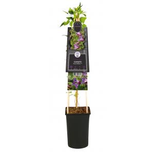 Kleinbloemige Clematis Prince William PBR 75 cm klimplant