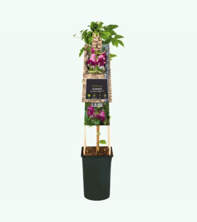 Kleinbloemige Clematis Viticella Queen Mother PBR 75 cm klimplant