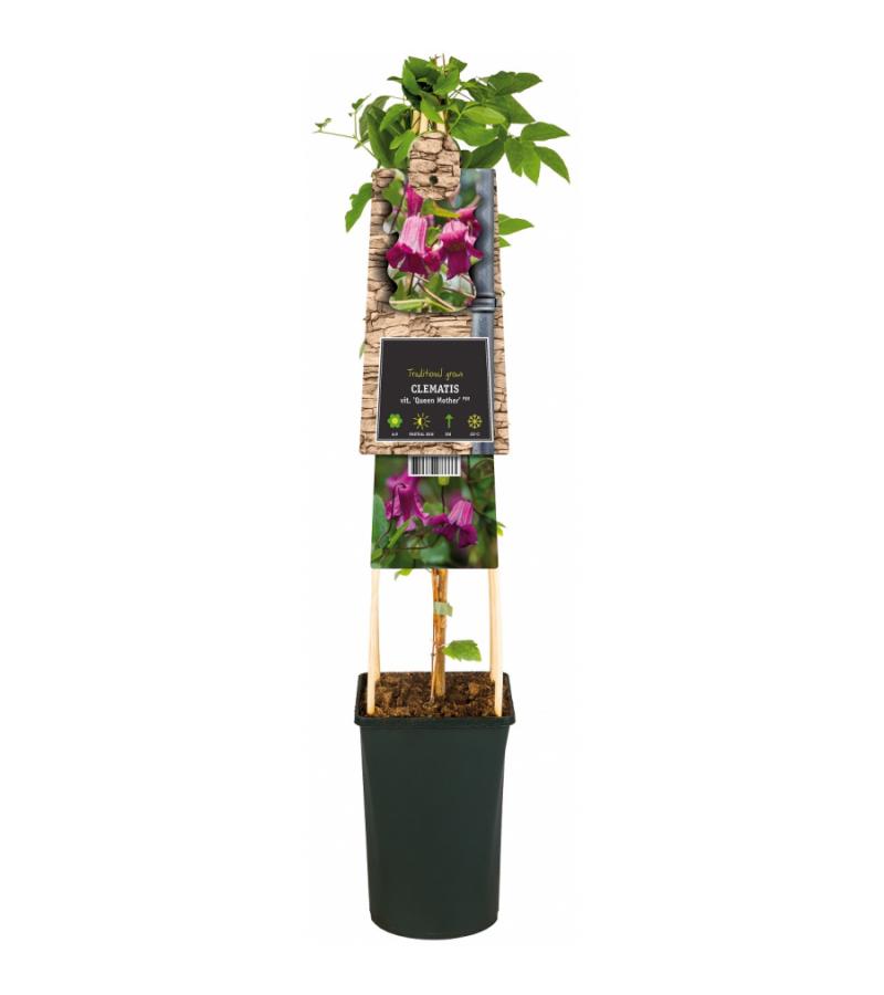 Kleinbloemige Clematis Viticella Queen Mother PBR 75 cm klimplant