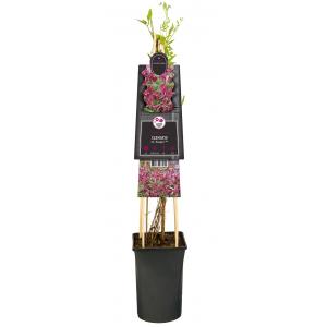 Afbeelding Kleinbloemige Clematis Viticella Rosalyn PBR 75 cm klimplant door Tuinexpress.nl