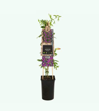 Passiebloem Passiflora Beervelde 75 cm klimplant