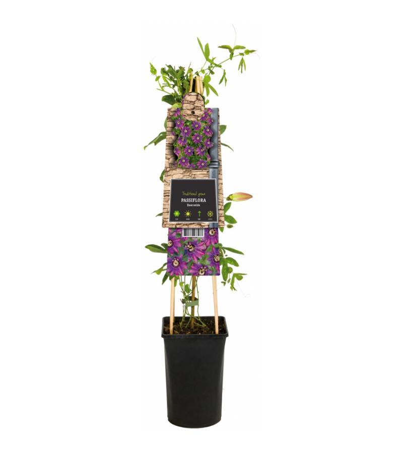 Passiebloem Passiflora Beervelde 75 cm klimplant