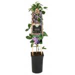 Passiebloem Passiflora Betty Miles Young 75 cm klimplant