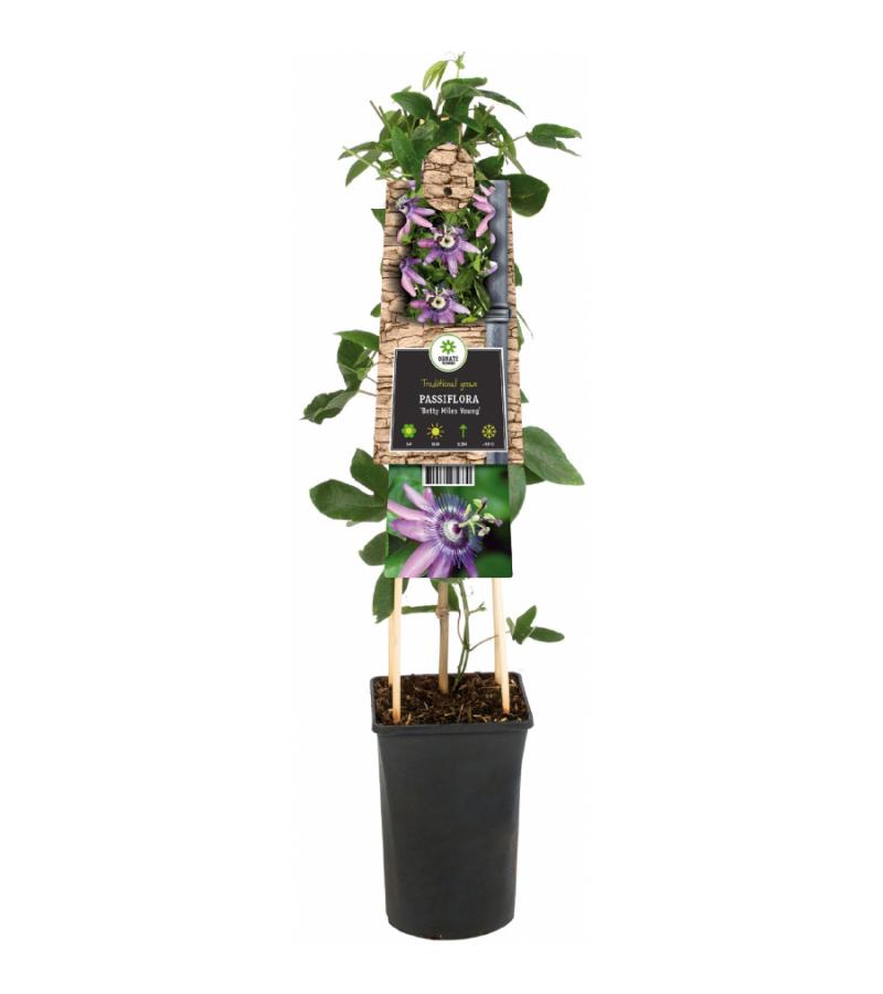 Passiebloem Passiflora Betty Miles Young 75 cm klimplant