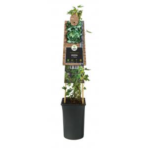 Klimop Hedera Gloire de Marengo 120 cm klimplant