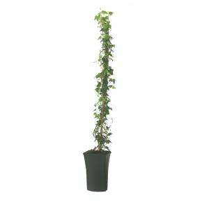 Klimop Hedera Hibernica 90 cm klimplant