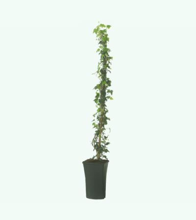 Klimop Hedera Hibernica 90 cm klimplant