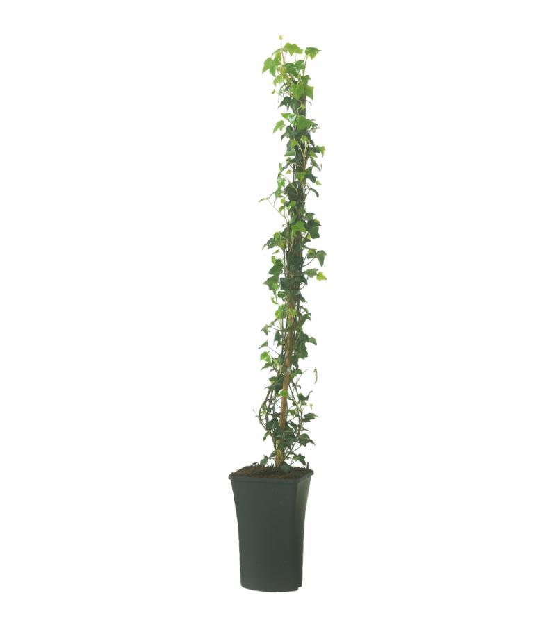 Klimop Hedera Hibernica 90 cm klimplant