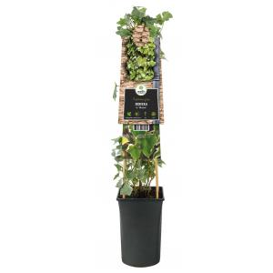 Klimplant Hedera hibernica 75 cm