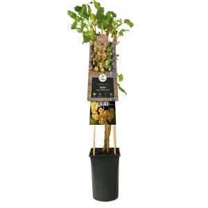 Aalbes Wit Ribes Rubrum White Pearl 75 cm klimplant