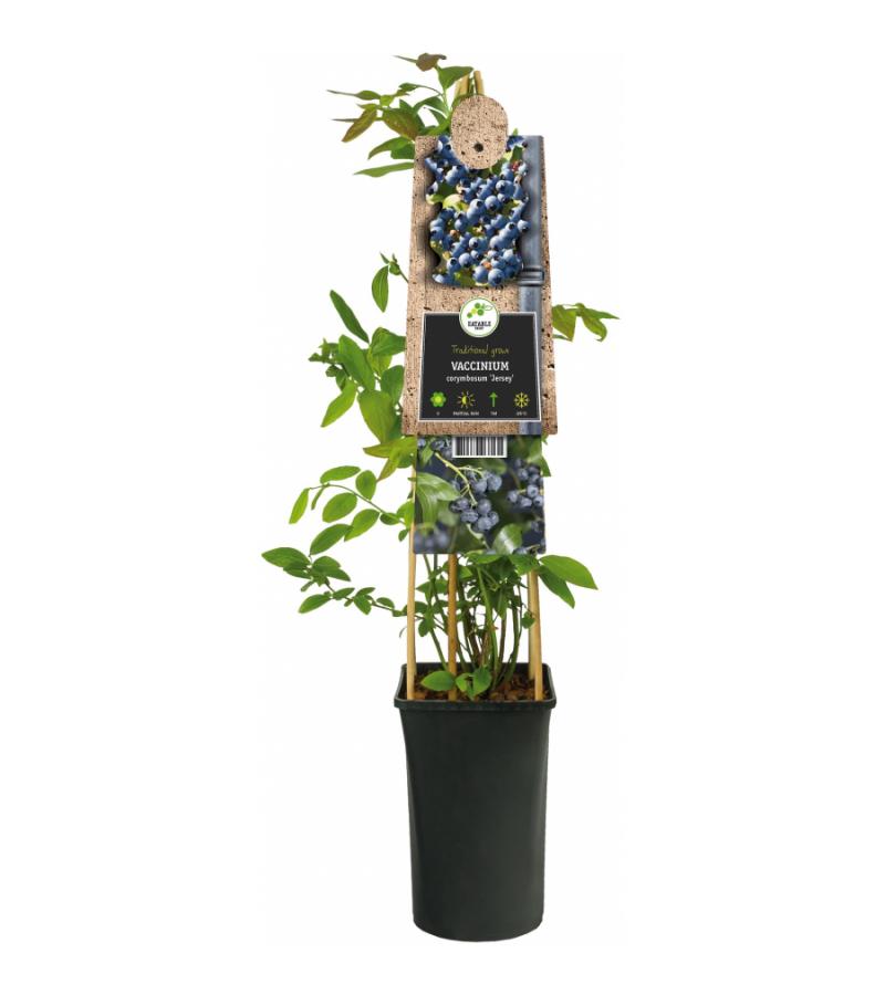 Amerikaanse Bosbes Vaccinium Corymbosum Jersey 75 cm klimplant