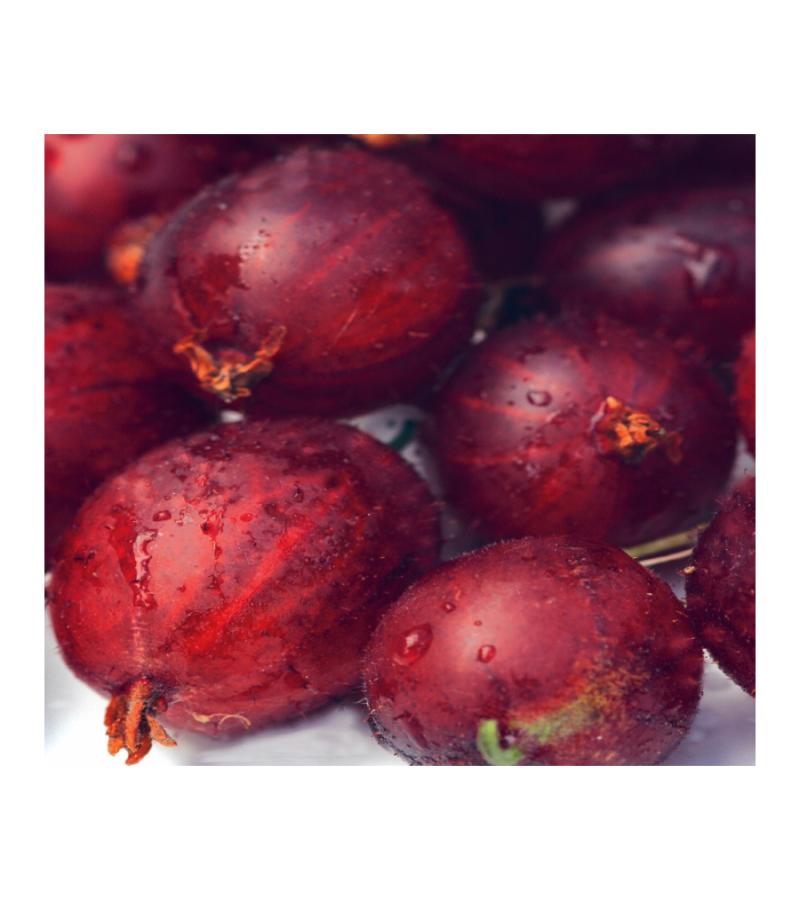 Blauwe Druif Vitis Frankenthaler 75 cm klimplant