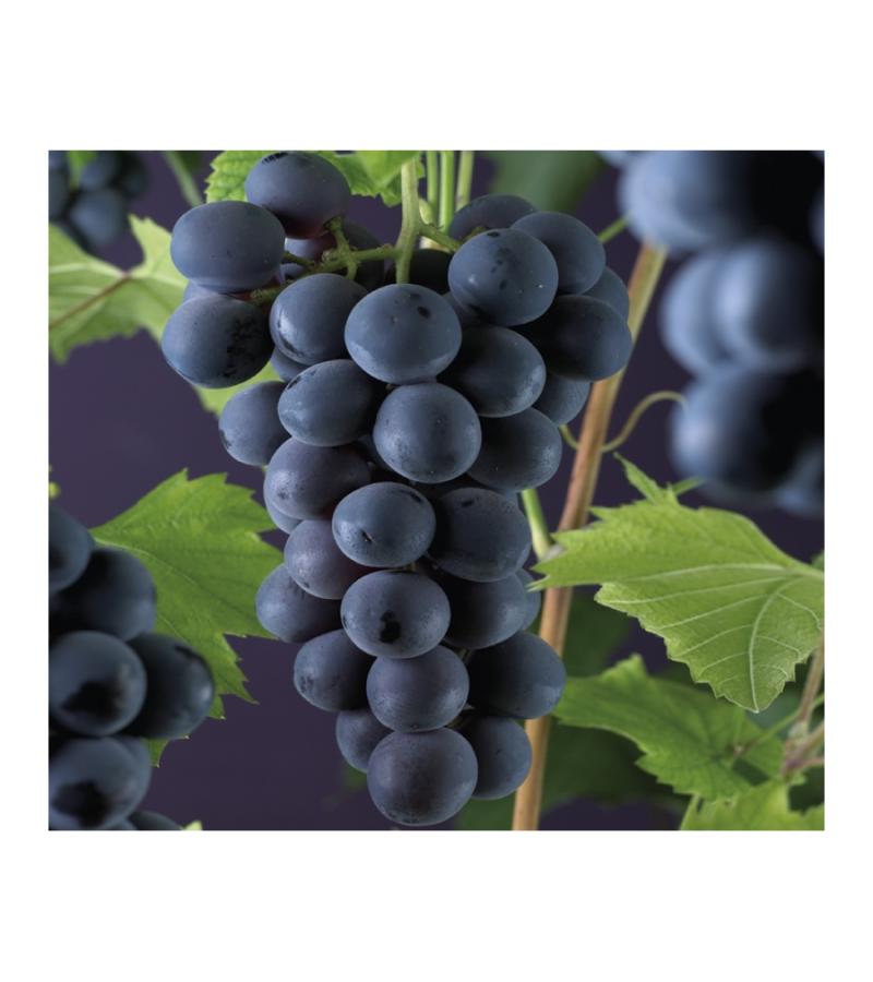Blauwe Druif Vitis Rembrandt 75 cm klimplant