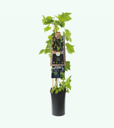 Blauwe Druif Vitis Rembrandt 75 cm klimplant