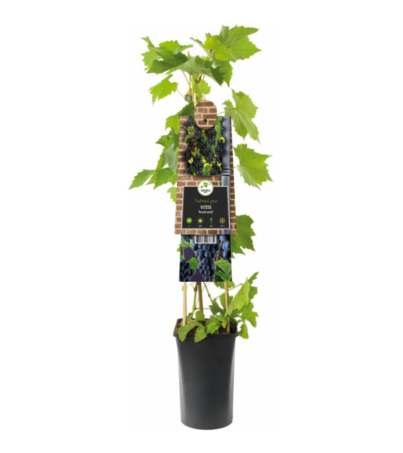 Blauwe Druif Vitis Rembrandt 75 cm klimplant