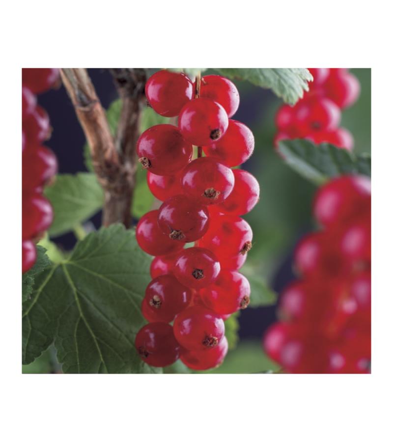 Blauwe Druif Vitis Zilga 75 cm klimplant