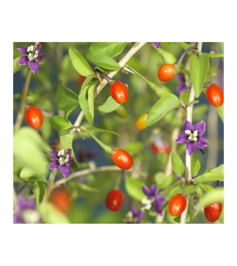 Boksdoorn Gojibessen Lycium Barbarum 75 cm klimplant