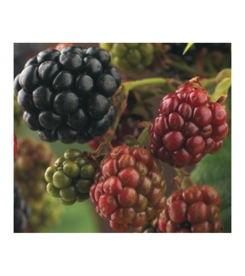 Braam Rubus Himalaya 75 cm klimplant