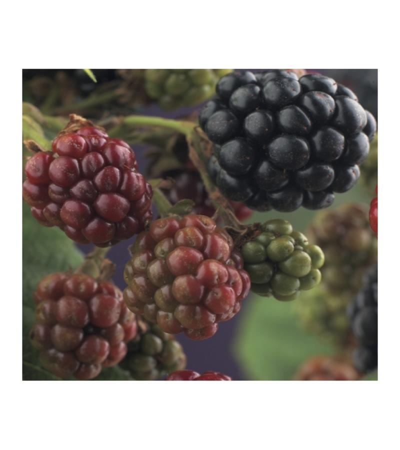 Doornloze Braam Rubus Thornfree M 75 cm klimplant