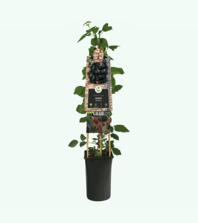 Doornloze Braam Rubus Thornfree M 75 cm klimplant