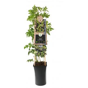 Doornloze Braam Rubus Thornless Evergreen M 75 cm klimplant