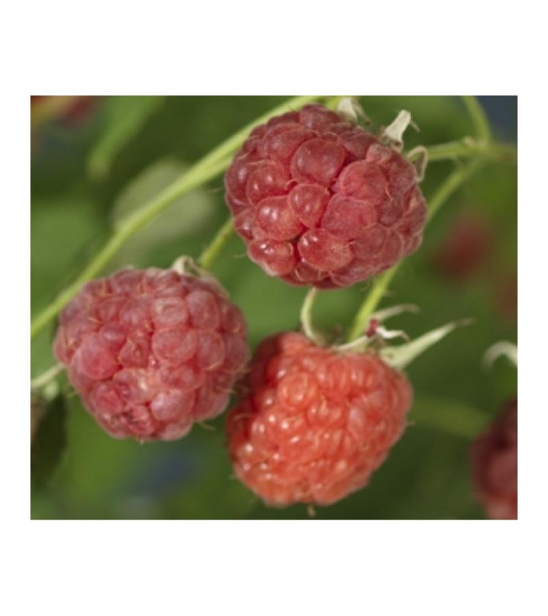 Framboos Rubus Malling Promise L 120 cm klimplant