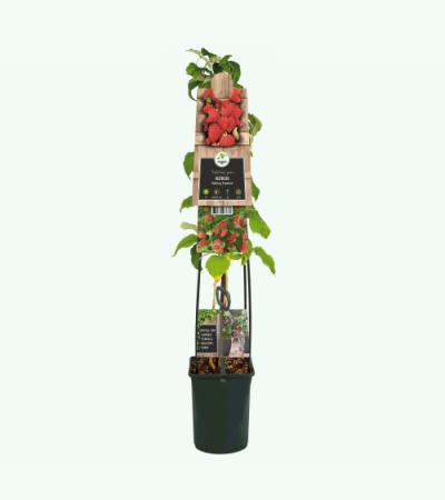 Framboos Rubus Malling Promise L 120 cm klimplant