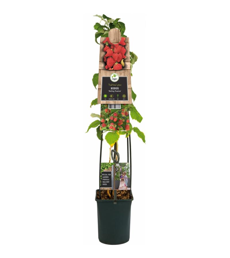 Framboos Rubus Malling Promise L 120 cm klimplant