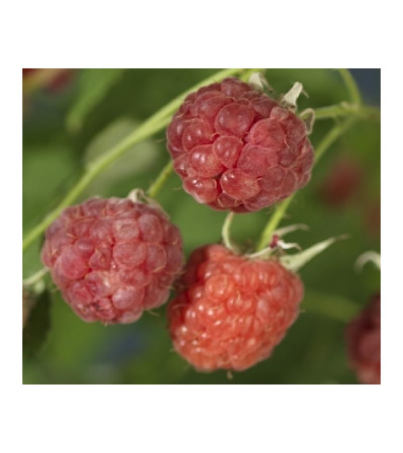 Framboos Rubus Malling Promise M 75 cm klimplant