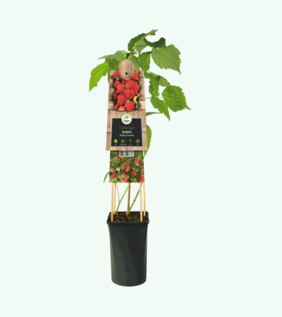 Framboos Rubus Malling Promise M 75 cm klimplant