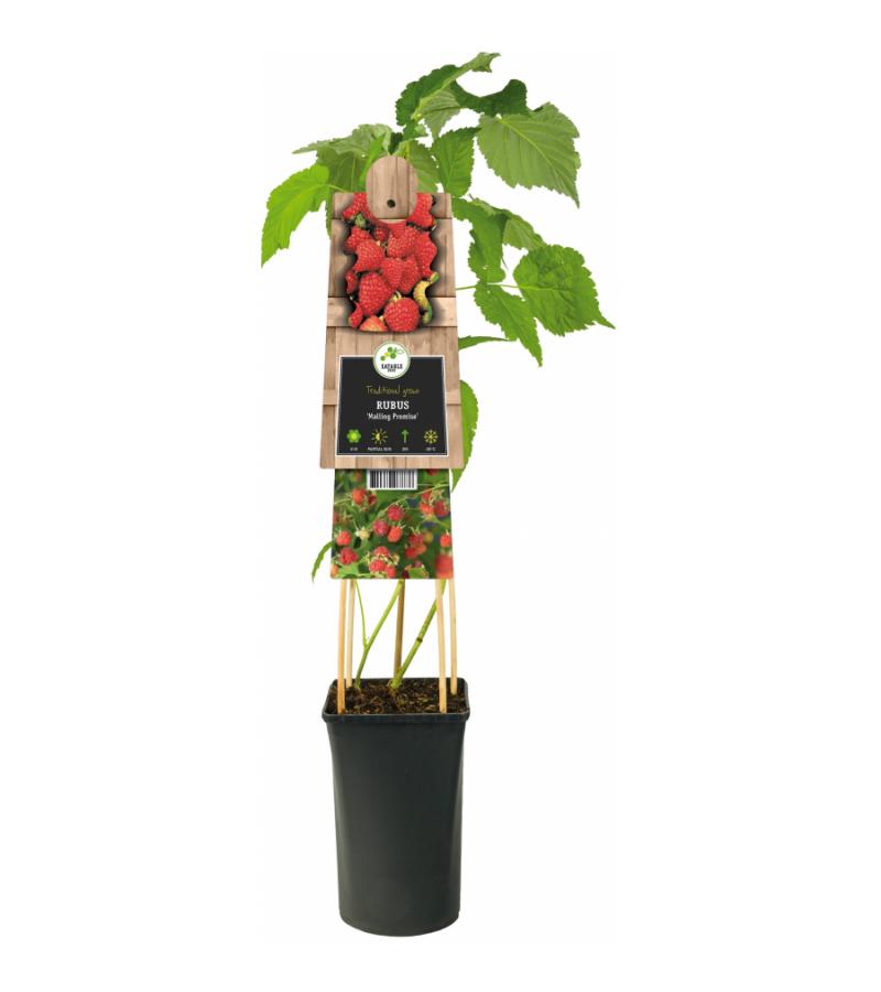 Framboos Rubus Malling Promise M 75 cm klimplant