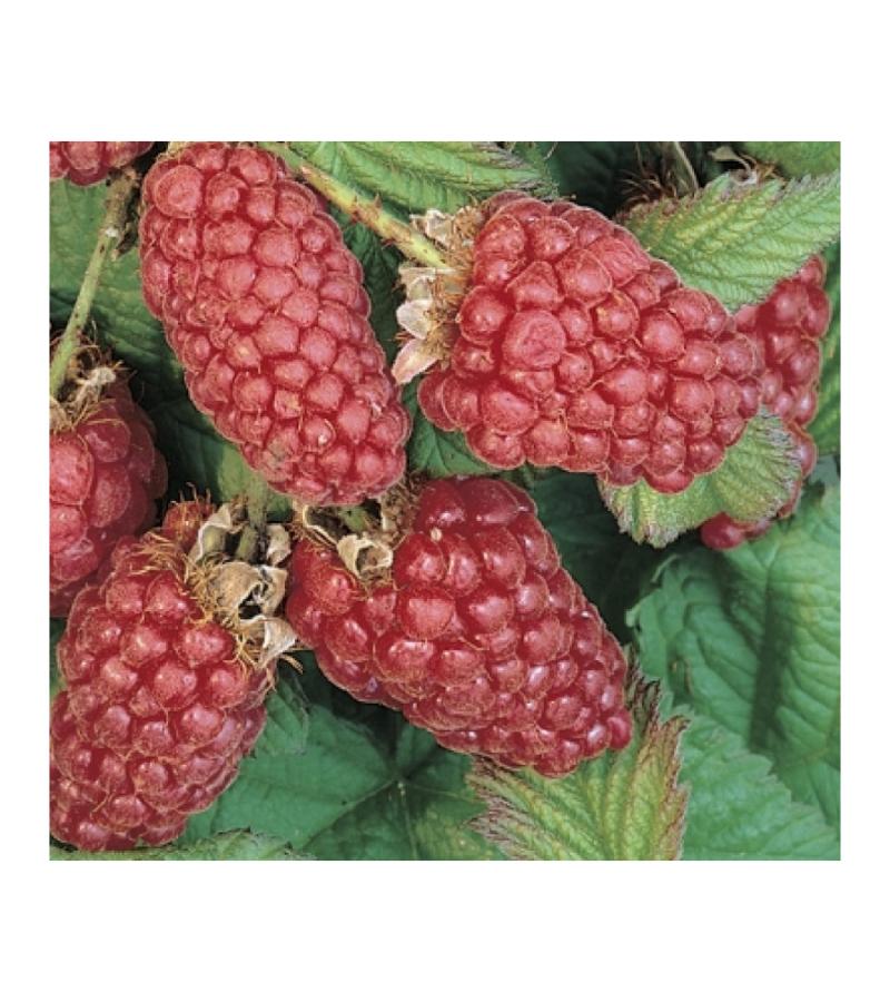 Frambraam Loganbes Rubus Loganberry 75 cm klimplant
