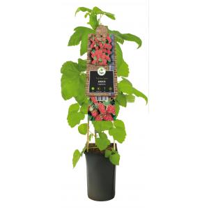 Frambraam Loganbes Rubus Loganberry 75 cm klimplant