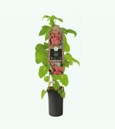Frambraam Loganbes Rubus Loganberry 75 cm klimplant