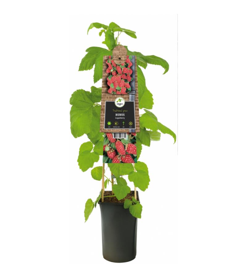 Frambraam Loganbes Rubus Loganberry 75 cm klimplant