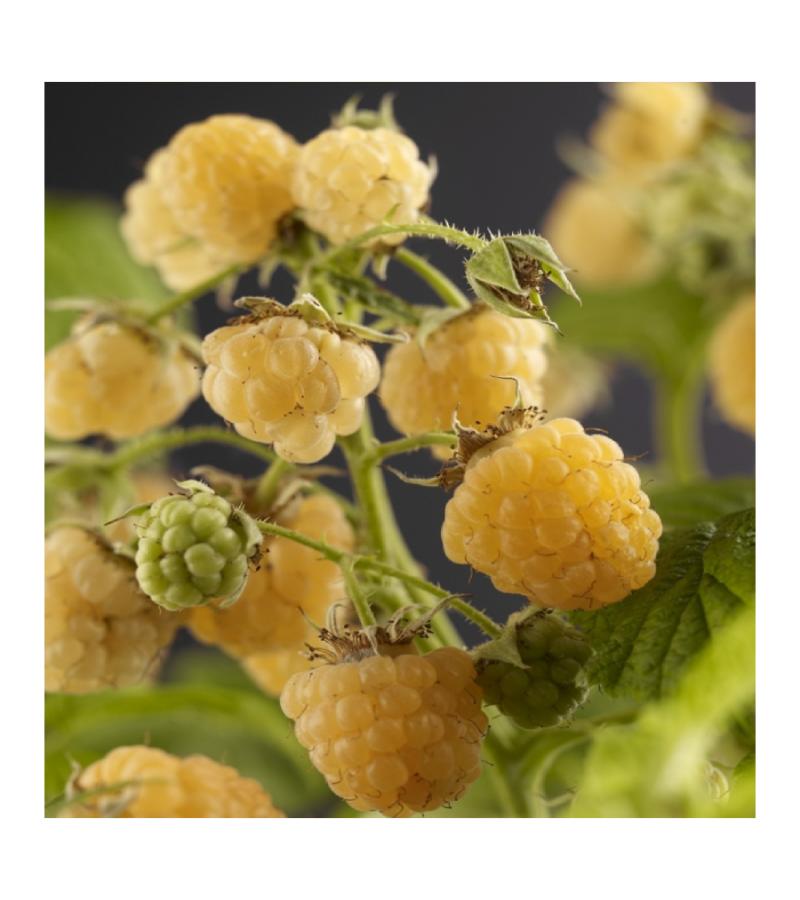 Gele Framboos Rubus Idaeus Fallgold L 120 cm klimplant