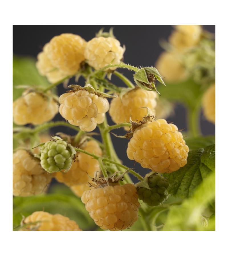 Gele Framboos Rubus Idaeus Fallgold M 75 cm klimplant