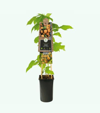 Gele Framboos Rubus Idaeus Fallgold M 75 cm klimplant