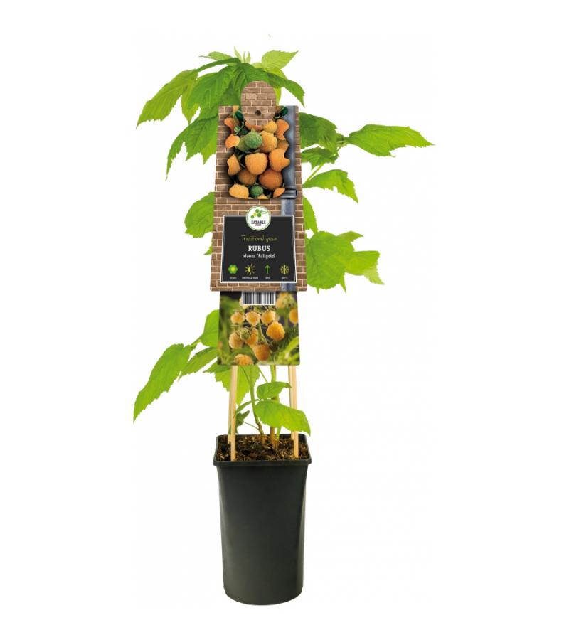 Gele Framboos Rubus Idaeus Fallgold M 75 cm klimplant