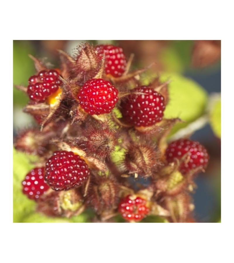 Japanse Wijnbes Rubus Phoenicolasius 75 cm klimplant
