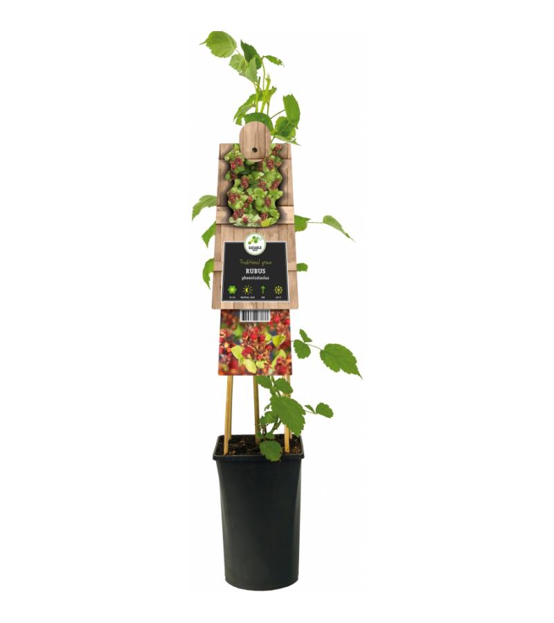 Japanse Wijnbes Rubus Phoenicolasius 75 cm klimplant